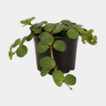 Peperomia Hope 14 CM