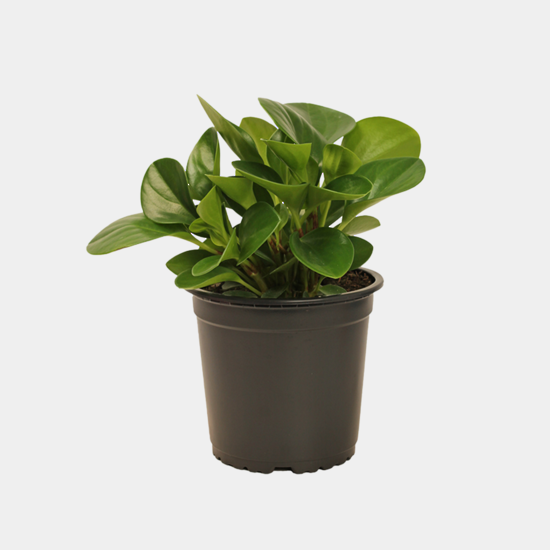 Peperomia Obtusifolia 17 CM