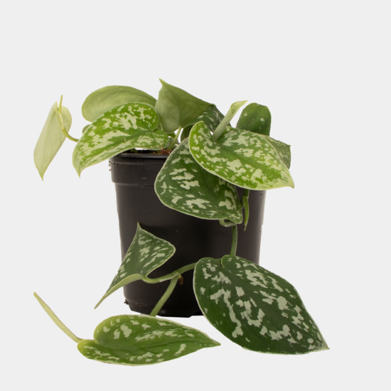 Satin Pothos 12 CM