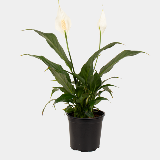 Spathiphyllum Sweet Rocco 12 CM