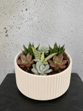 Succulent Bowl