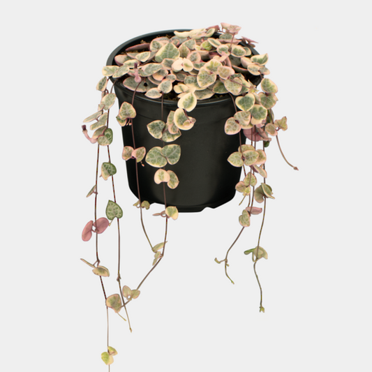 Variegated Chain of Hearts
