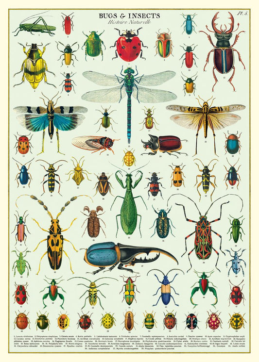 Cavallini Bugs And Iinsects Poster Wrap