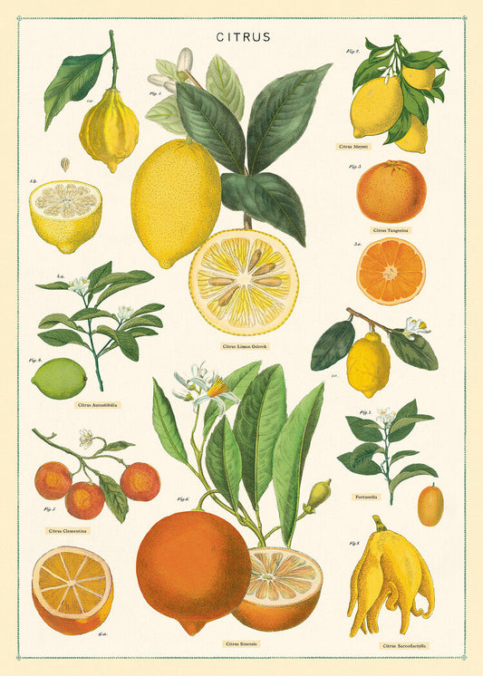 Cavallini Citrus Poster Wrap