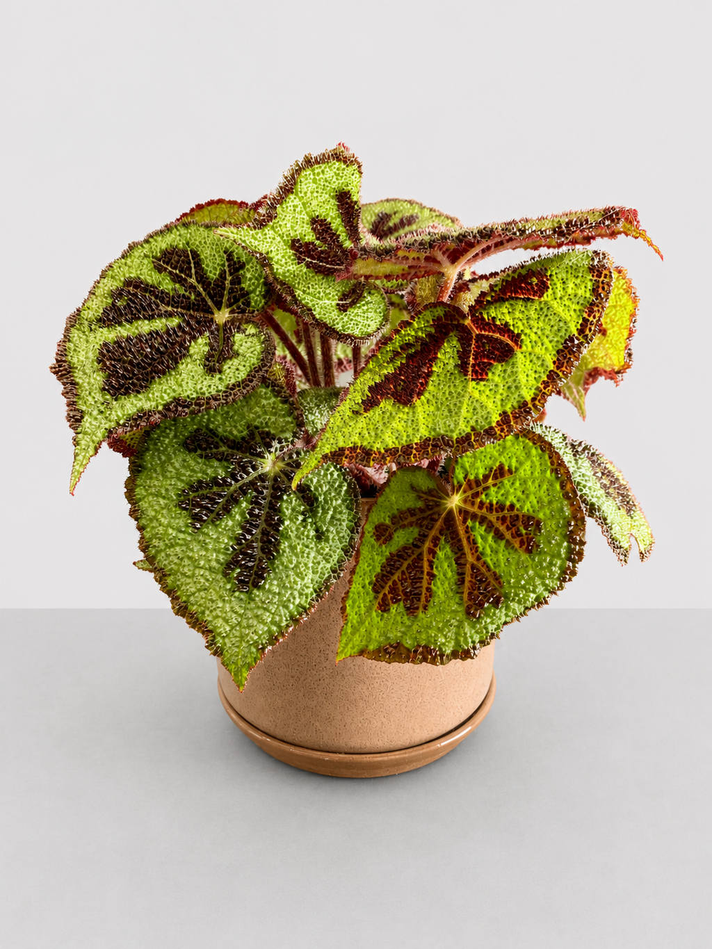 Begonia Mountain 14 CM