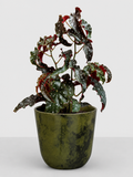 Begonia Black Forest 17 CM