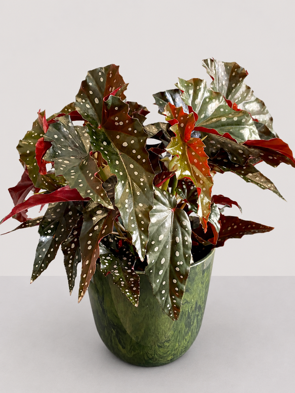 Begonia Black Forest 14 CM