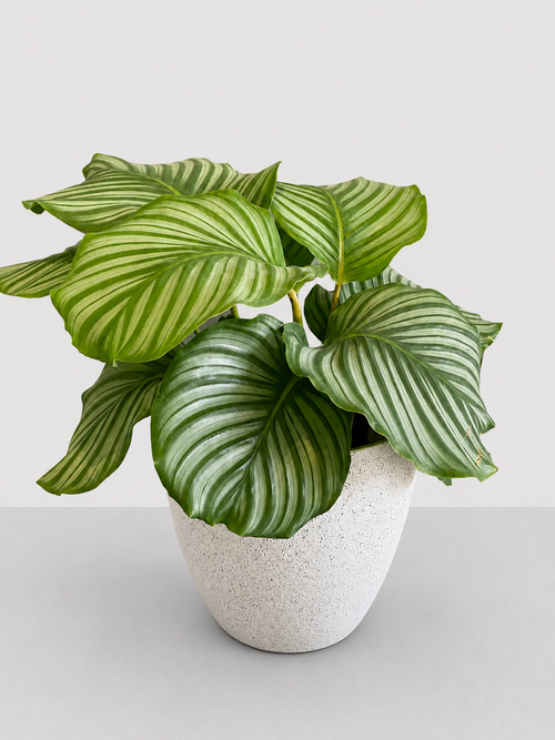 Calathea Orbifolia 14 CM