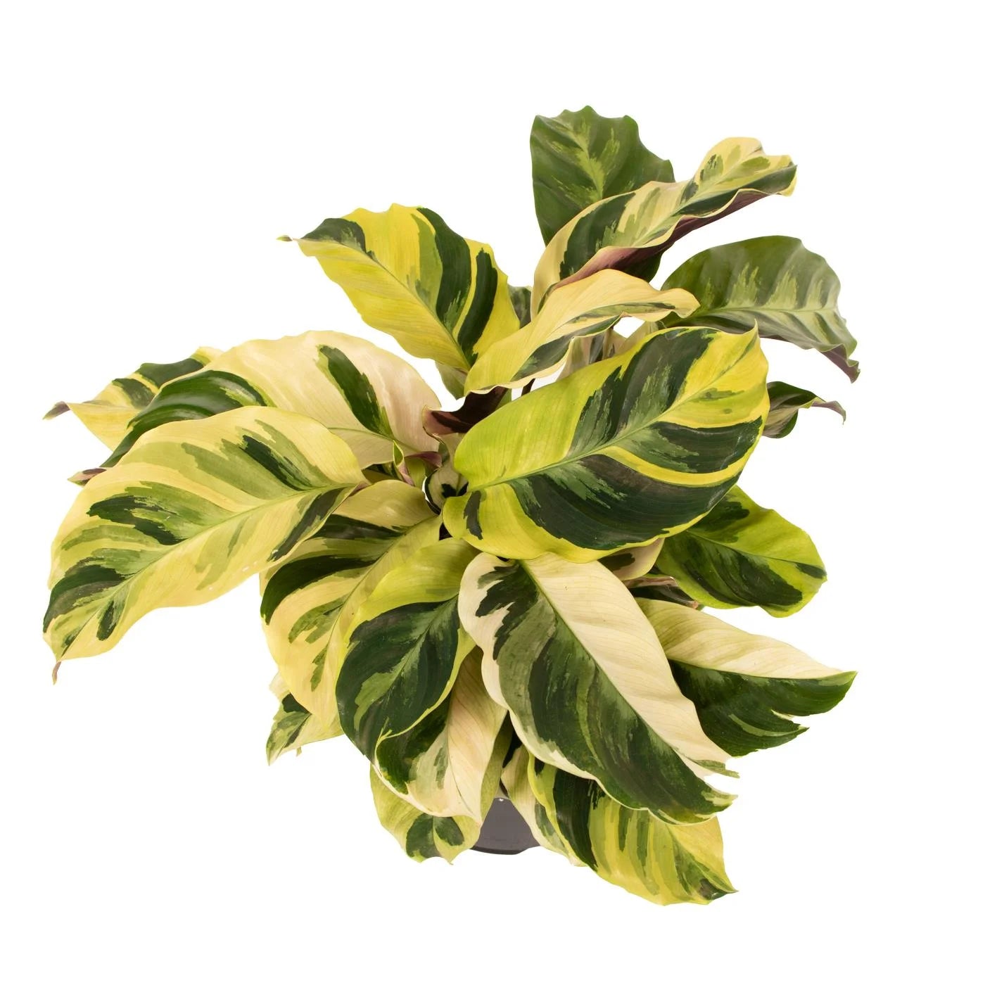 Calathea Fusion Yellow