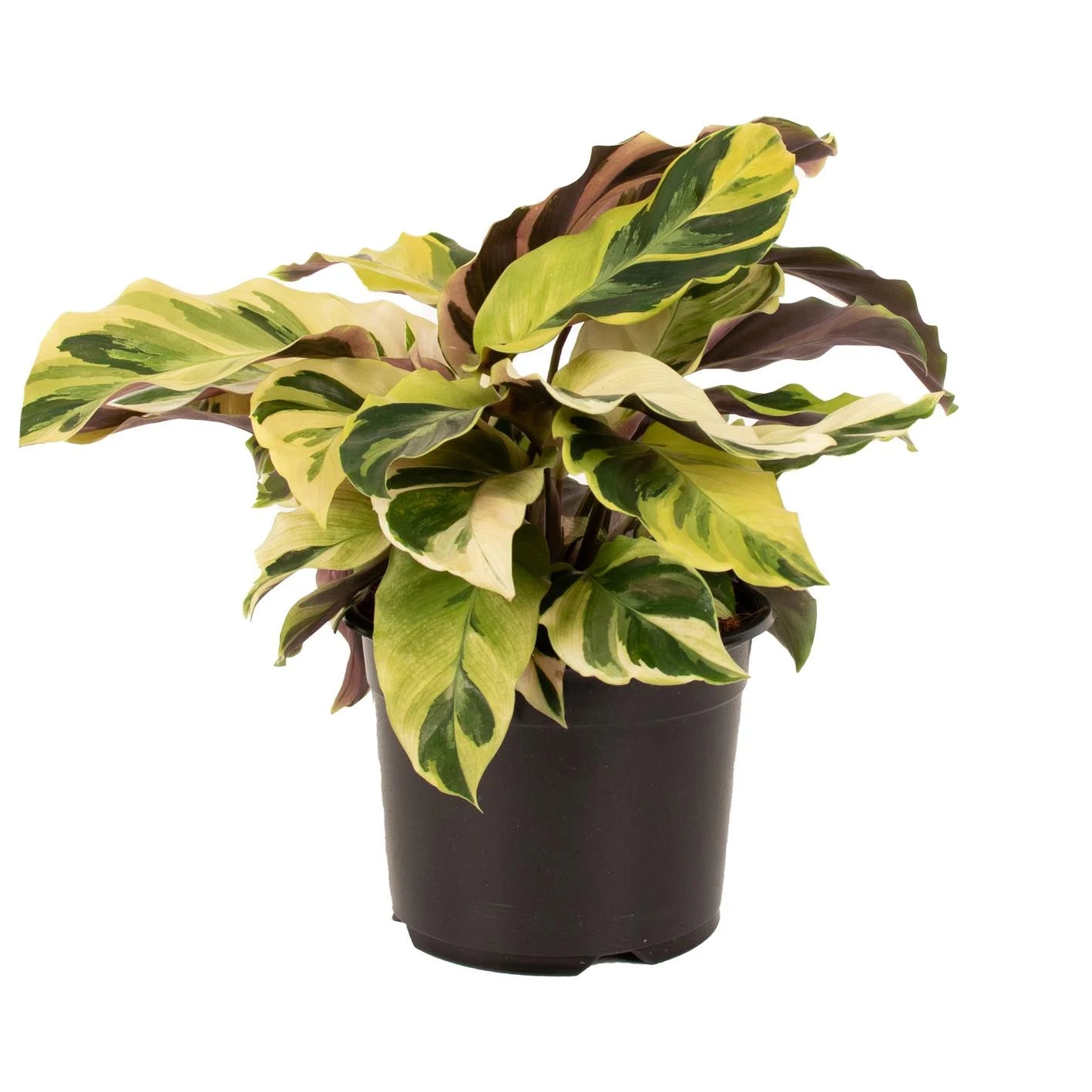 Calathea Fusion Yellow