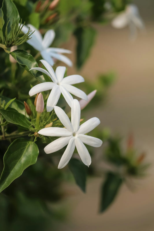 Star Jasmine