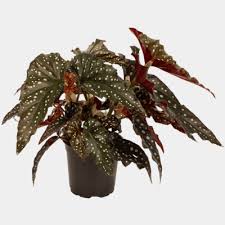 Begonia (3 types)