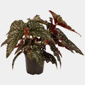 Begonia Black Forest