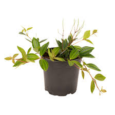 Peperomia Rocca Verde 12 CM