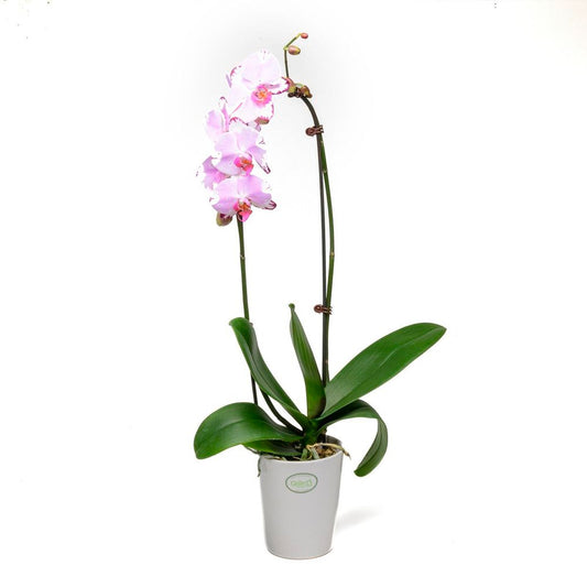 Moth Orchid Double Mini