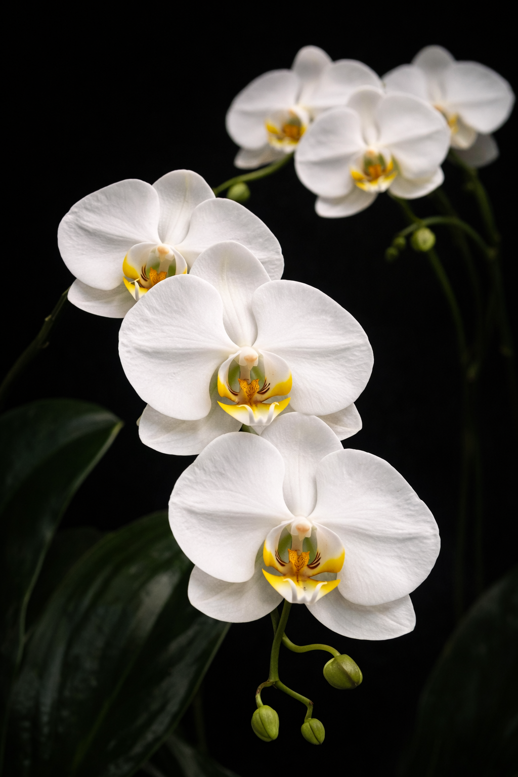 Grandiflora Orchid — Premium White Orchid