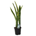 Sansevieria Trifasciata Black Coral 16 CM
