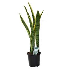 Sansevieria Trifasciata Black Coral 16 CM