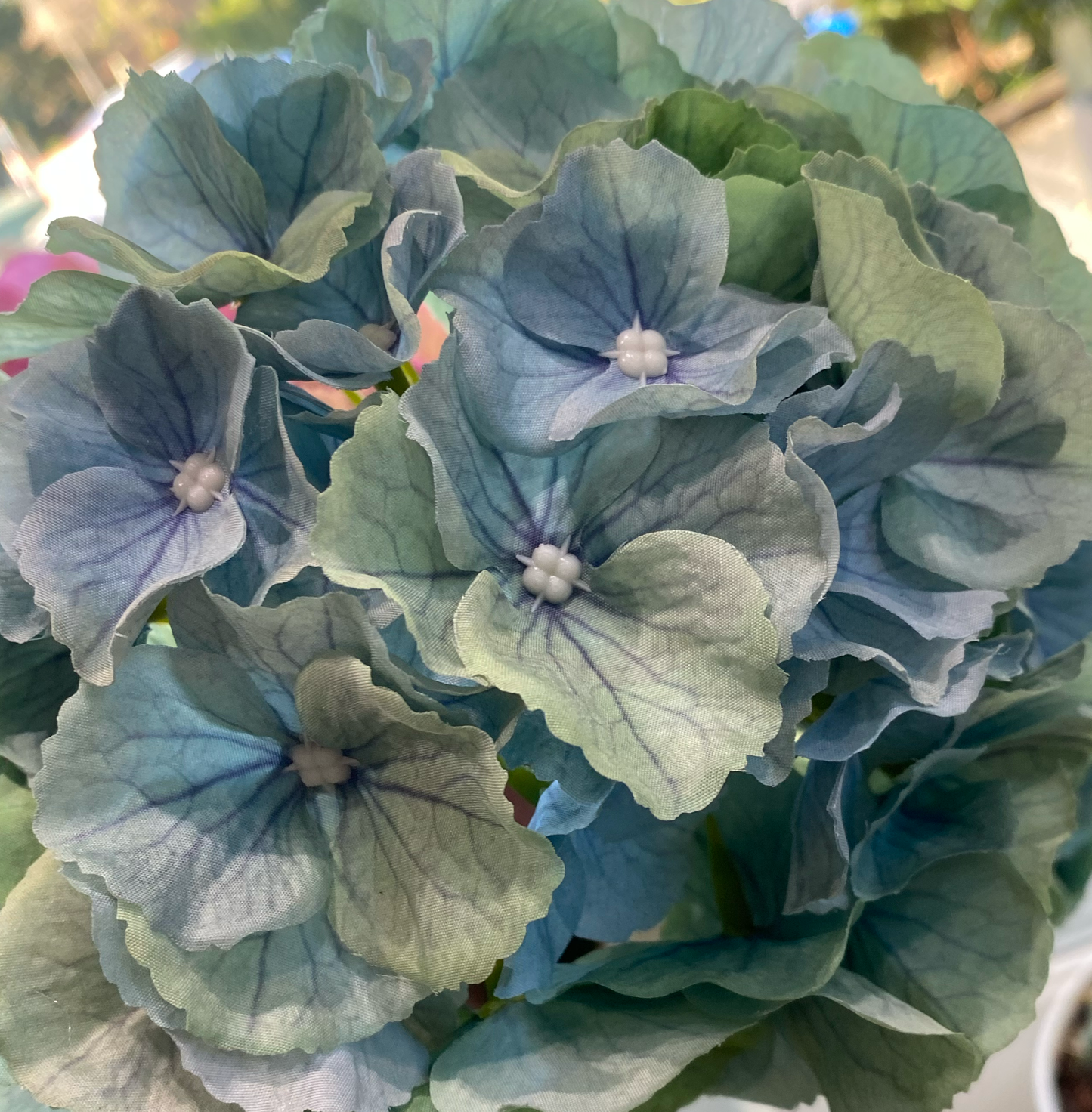 Hydrangea En Masse