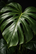 Monstera Deliciosa — Statement Foliage