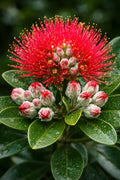 Metrosideros — Coastal Native Colour
