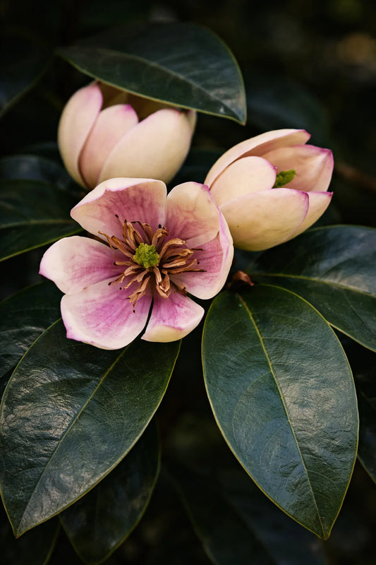 Port Wine Magnolia — Velvet-scented Magnolia
