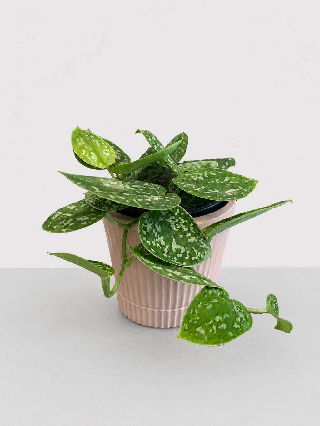 Satin Pothos 12 CM
