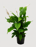 A potted peace lily plant with vibrant green leaves and white flower buds, in a black plastic nursery pot against a light gray background.