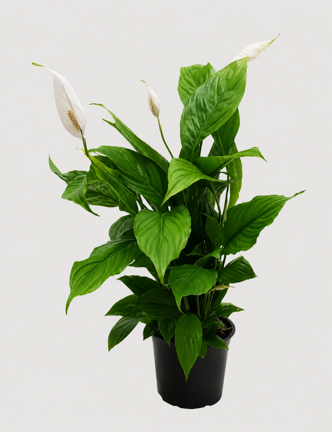 A potted peace lily plant with vibrant green leaves and white flower buds, in a black plastic nursery pot against a light gray background.