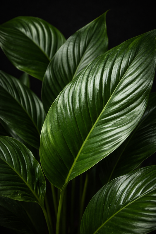 Foliage Peace Lily — Lush Green Calm