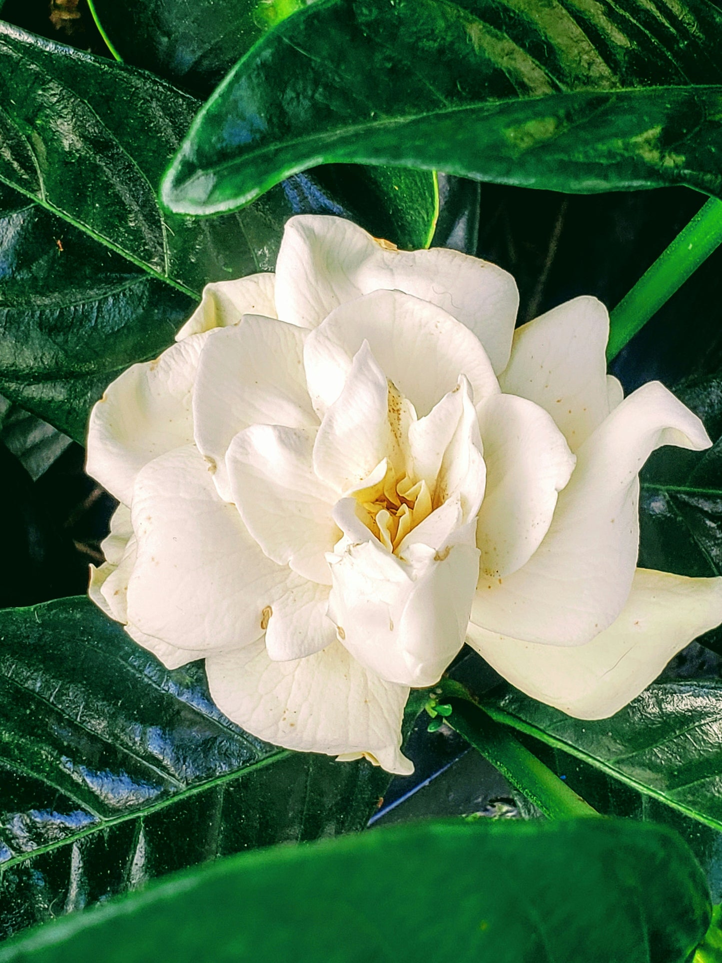 Gardenia