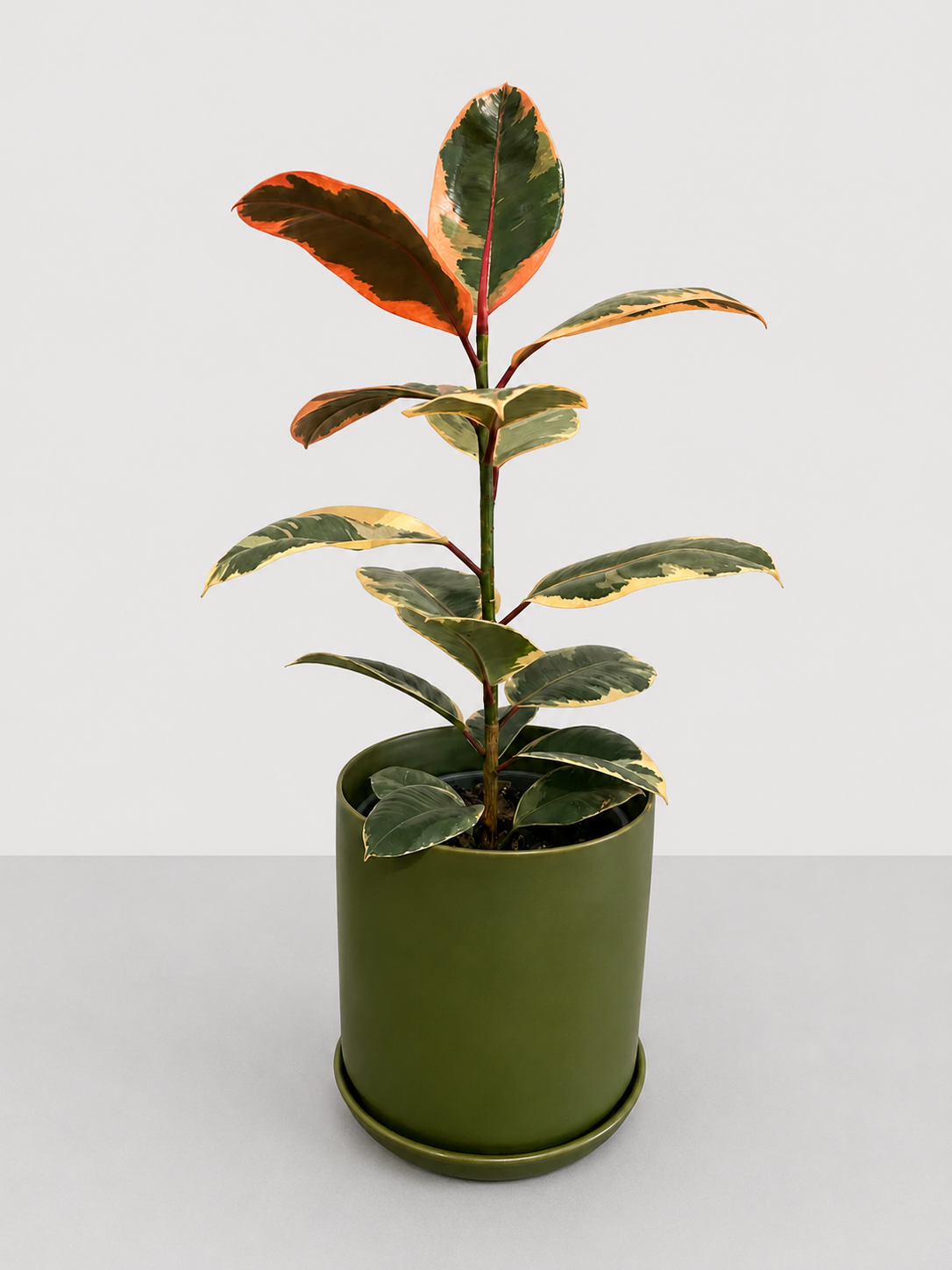 Ficus elastica Ruby 17 CM