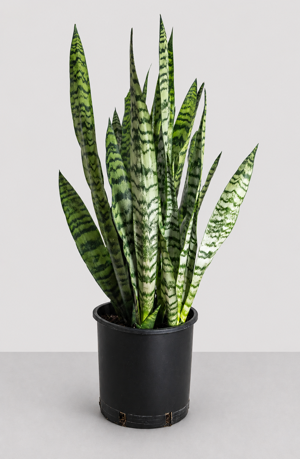 Sansevieria Trifasciata Black Coral 14 CM