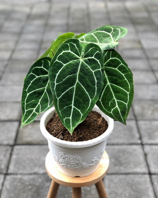 Crystal Anthurium (coming January)