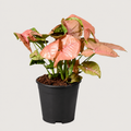 Syngonium Red Heart 17 CM