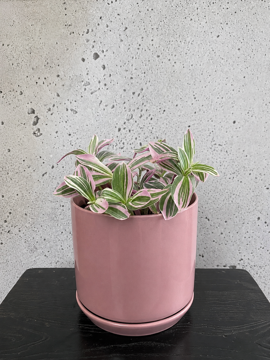 Tradescantia Sweetness Set