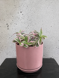 Tradescantia Sweetness Set