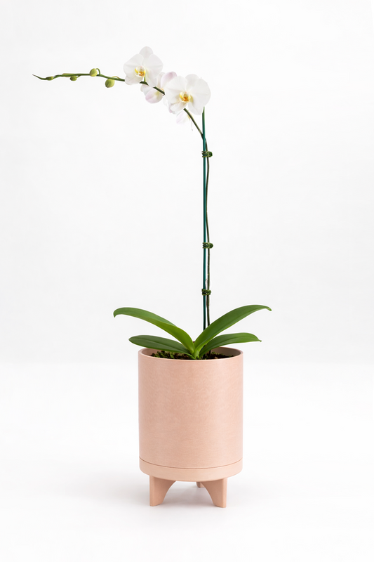 Orchid Grandiflora Phalaenopsis – White