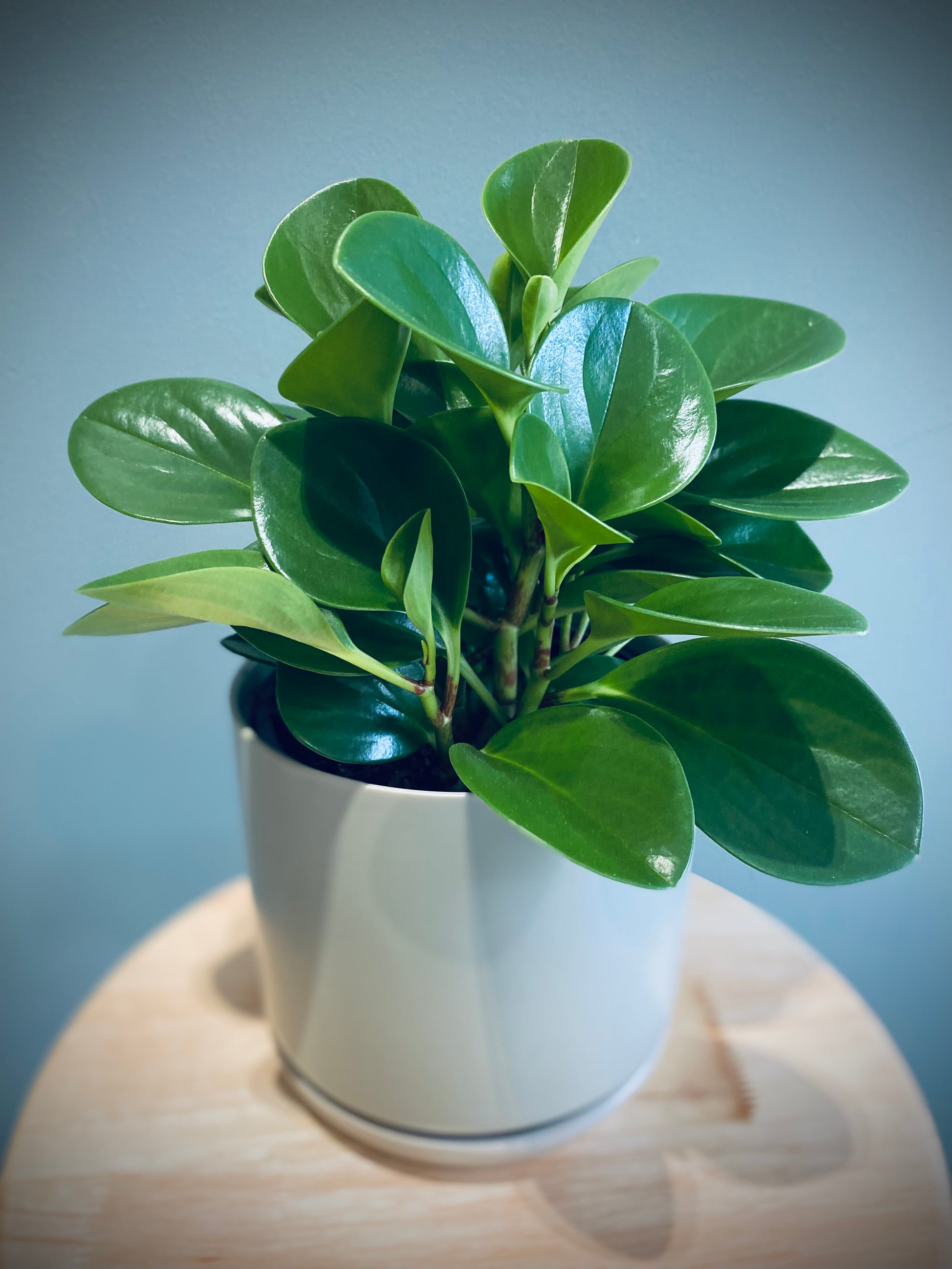 Peperomia Emerald House Plant